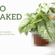 Illustration for article titled The Best Places to Buy Houseplants Onlineem/em